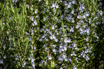 Botanical collection, Blue blossom of aromatic kitchen herb rosemary
