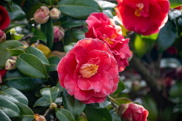 Big flowers of Camellia shrub or tree, flowering plant, close up