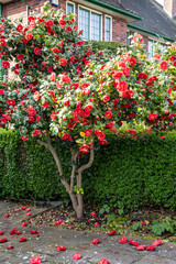 Big flowers of Camellia shrub or tree, flowering plant growing in British garden in London,...