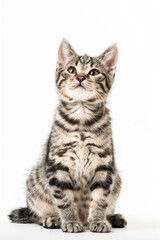 Cute American Shorthair Tabby Cat cute pose sitting raising one hand paw isolated on white background