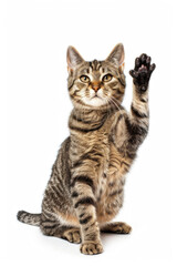 Fototapeta premium Cute American Shorthair Tabby Cat cute pose sitting raising one hand paw isolated on white background