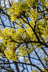 Acer platanoides, commonly known as Norway maple in spring blossom