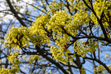 Acer platanoides, commonly known as Norway maple in spring blossom