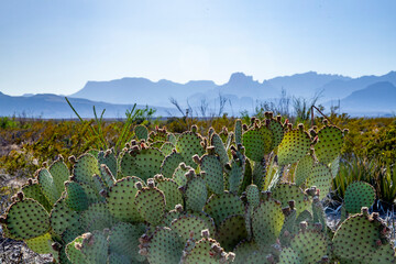 A Texas prickly pear cacti at Big Bend National Park