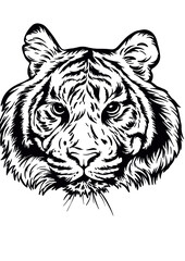 Tiger, vector illustration, wild animal, feline, jungle cat, predator, animal art, big cat, wildlife illustration, fierce tiger

