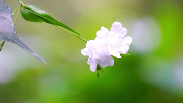 Strobilanthes sp. trobilanthes is a genus of about 350 species of flowering plants in the family Acanthaceae
