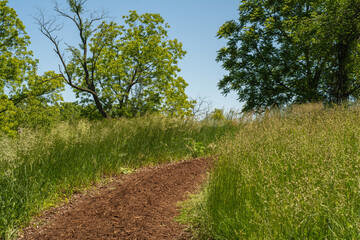 Hiking trails in the summer sun in Lisle, Illinois, USA.