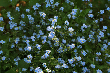 blue flowers of true forget-me-not (Myosotis scorpioides)