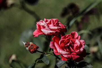 Beautiful red roses in the garden. Blooming Roses on the Bush. Growing roses in the garden