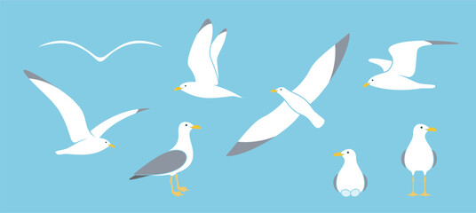 Seagull logo. Isolated seagull on white background. Bird