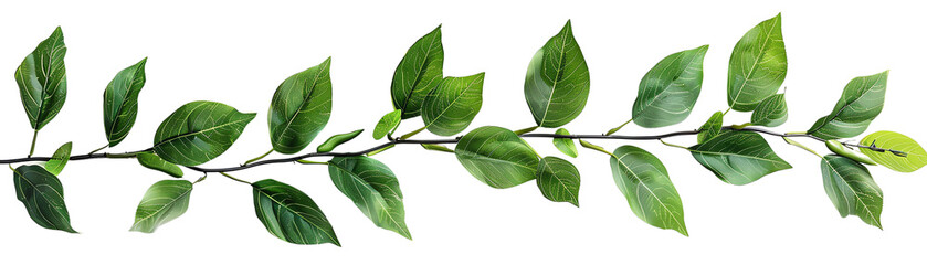 Fototapeta premium Fresh green leaves on a white background.