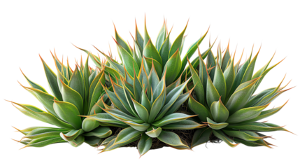 Green and blue agave attenuata 'Variegata' succulent plants with sharp, pointed leaves growing in a cluster.