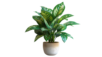 The image shows a potted Aglaonema commutatum plant with green and white leaves.
