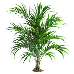 Fototapeta premium The image shows palm tree isolate on white backgroun d