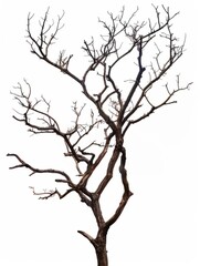 Obraz premium Dead branches isolated , Silhouette dead tree or dry tree on white background with clipping path. hyper realistic 