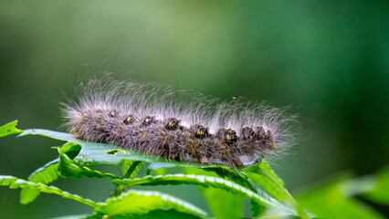 Close-up hairy caterpillars walk on leaves with a natural background