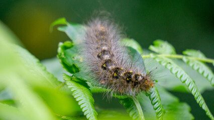 Close-up hairy caterpillars walk on leaves with a natural background