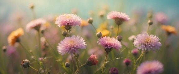 Meadow flowers on pastel background Creative nature layout.