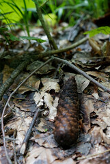 Obraz premium cones in the forest