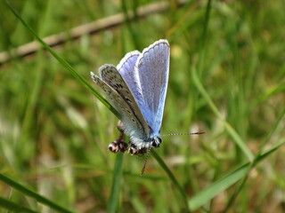 The common blue butterfly ((Polyommatus icarus), male  sitting on a blade of grass