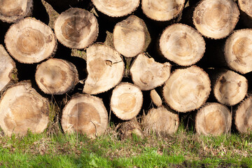 Pile of wood logs. Natural wooden background with closeup of clean cut of chopped firewood logs.