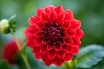 Fototapeta premium Blooming red flower in garden