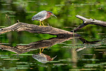 Green heron on branch with reflection