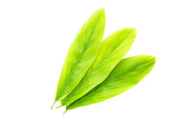 Green leaves of galangal on white background.