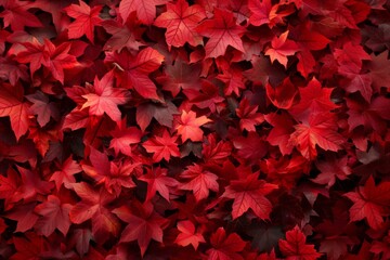 Wall covered in red leaves