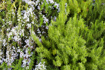 Rosemary plant, Fresh herb in the garden