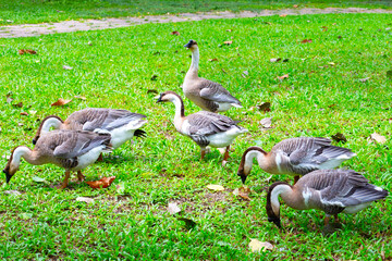 Flock of geese on green grass in the park
