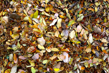 Brown dried leaves of rain tree. Dried leaves for composting