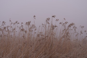 reeds in the fog in spring