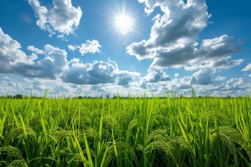 Fototapeta premium Sunlit grass field