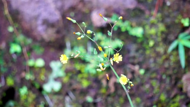 Youngia japonica, commonly called Oriental false hawksbeard. The plant is antitussive and febrifuge