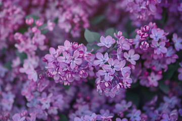 Fototapeta premium Close up of bush with lilac flowers background with copy space