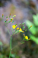 Youngia japonica, commonly called Oriental false hawksbeard. The plant is antitussive and febrifuge