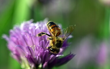 Biene auf einer violetten Schnittlauchblüte