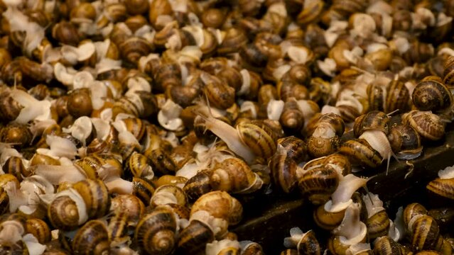 a lot of snails on the farm. Selective focus.