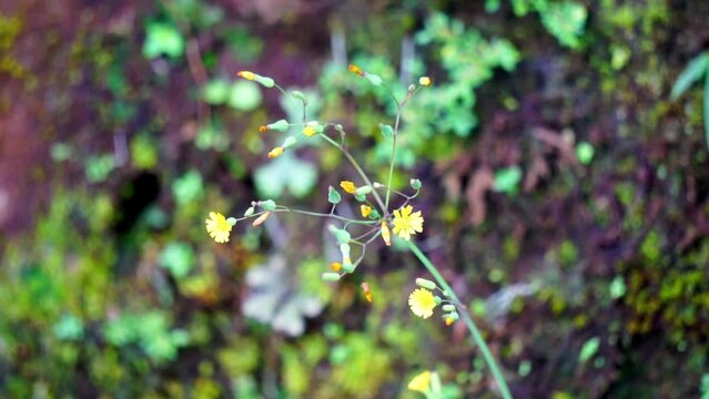 Youngia japonica, commonly called Oriental false hawksbeard. The plant is antitussive and febrifuge