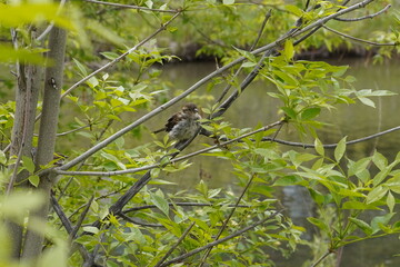 Sparrow on a branch
