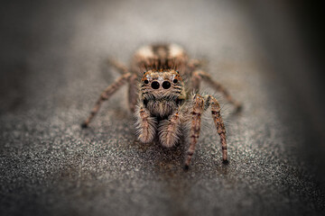 Phidippus - Ragno saltatore