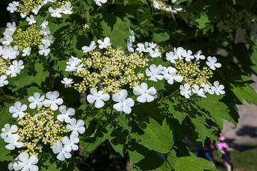 Blooming viburnum bush with white flowers