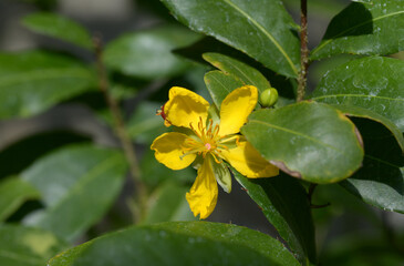 オクナ・セルラタの花　ミッキーマウスの木