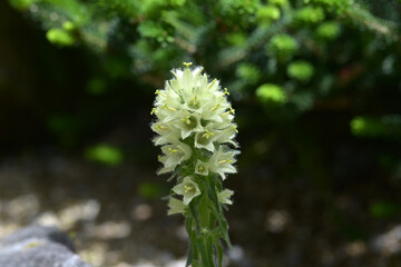 カンパヌラ・ティルソイデス