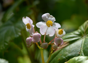 シュウカイドウ