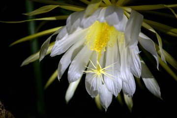 ドラゴンフルーツの花