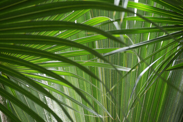 葉模様　自然の造形