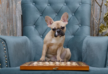 A bulldog dog sits in an armchair and plays the board game checkers with passion, thinking about...