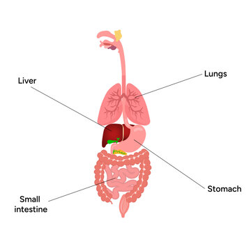 รูปภาพEnteric – เลือกดูภาพถ่ายสต็อก เวกเตอร์ และวิดีโอ61,938 | Adobe Stock
